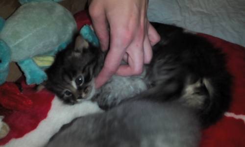 Отдаю котят. 1,5 месяца