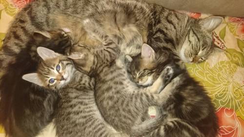 Отдам котят в добрые руки 