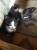 Котята ищут хозяев