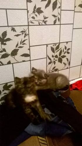котятки бесплатно в добрые руки