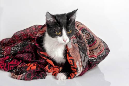 Заботливый котенок ищет дом!!!