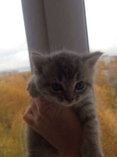 Отдаю!!! Котят полусиамцы) Возраст месяц и неделя мальчик и девочка !!!!
