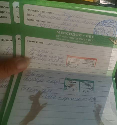 Отдам в хорошие руки ухоженых и симпатичных котят