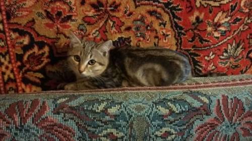Отдам котика даром