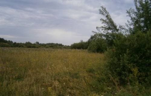Продажа земельного участка в Шимском районе, деревня Заполье