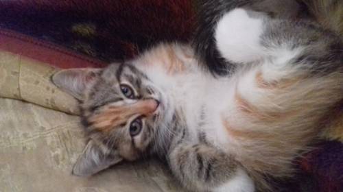 Отдам уникального котёнка .В хорошие руки