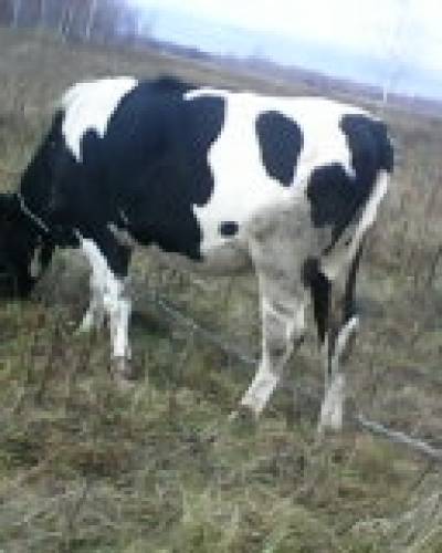 продам телку 17 месяцев