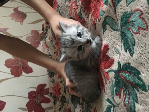 В добрые руки котят 