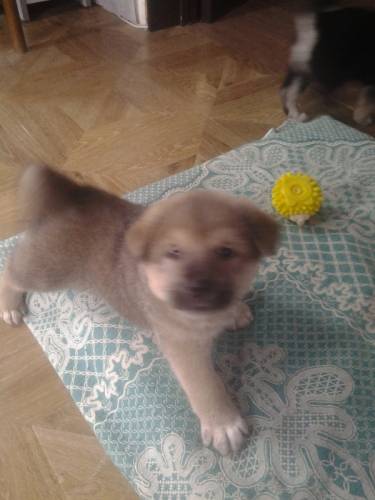Отдам в добрые руки щенков
