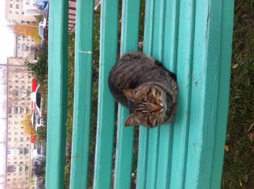 Отдам кота в добрые руки
