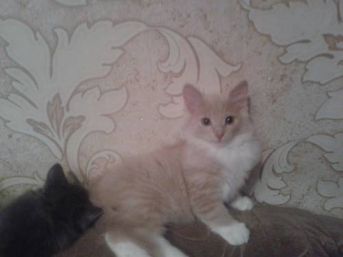  котята, 3 месяца