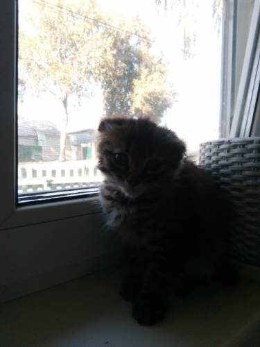 Кошечка озорная и игривая
