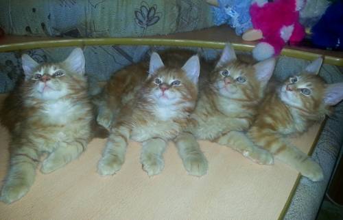 Продаются котята породы Мейн Кун