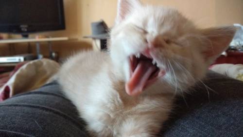 Продам шотландского котёнка, девочку.