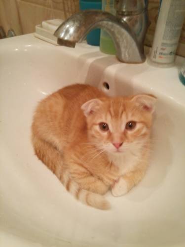 котята не породистые