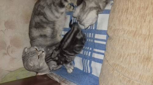 Шотландские котята мраморные