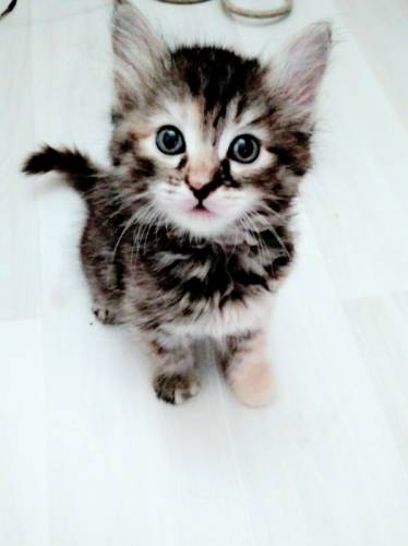 Отдам котят в добрые руки 