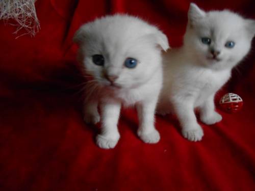 ,00шотландские вислоухие котята
