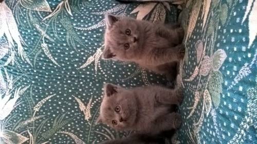 продам котят британская короткошерстная
