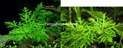 Продам аквариумные растения
