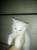 Котята шотландской породы