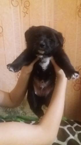 Отдам щенка в хорошие руки мальчик 1месяц 