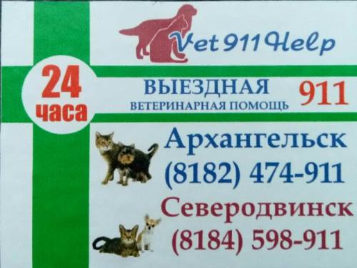 ветеринарная помощь на дому