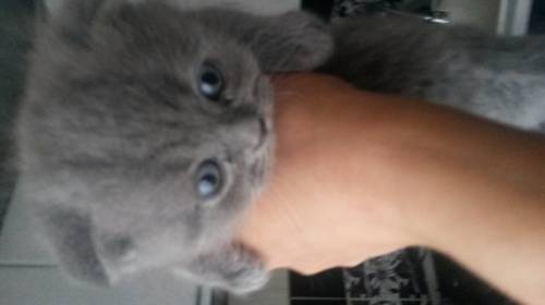 Продам шотландских котят 