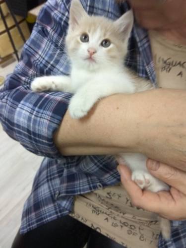 котята в хорошие руки