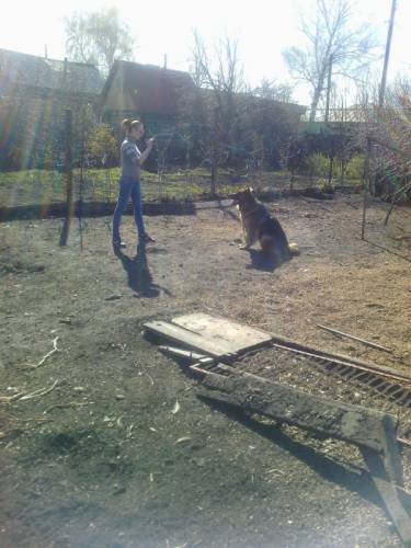 Дрессировка  собак