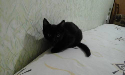 Отдадим котят в хорошие руки.
