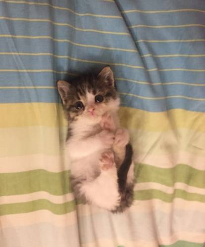 Отдам хорошенького котёнка 