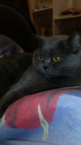 Кошка ищет кота вислоухого