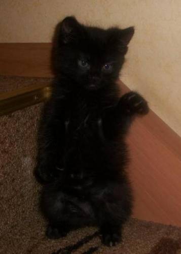 Отдам двух котят в хорошие руки.