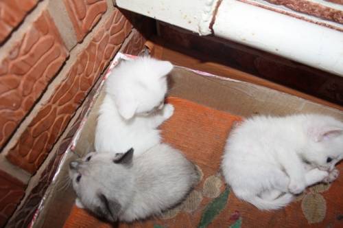 котята от сиамской кошки
