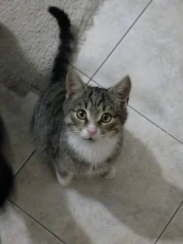 Милые котята в добрые руки
