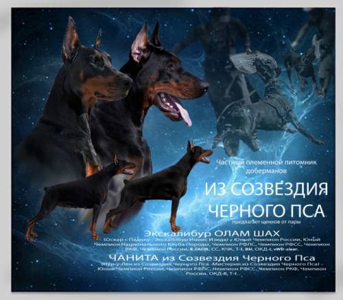 Щенки добермана из племенного питомника