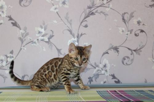 Бенгальские котята 4 месяца!!!
