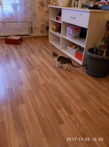 Котенок в добрые руки