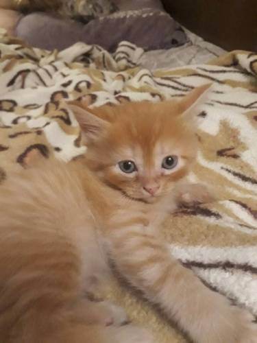 Отдам котят в добрые руки
