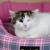 Котёнок ищет дом!