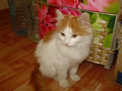Два котёнка ищут добрых хозяев.