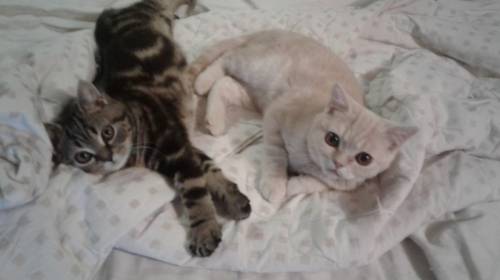 Котята с родословной
