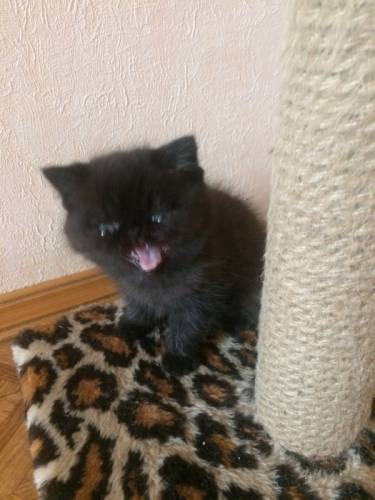 Персидский котенок, 2 месяца