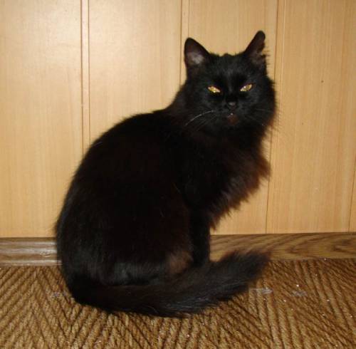 Кошка в хорошие руки