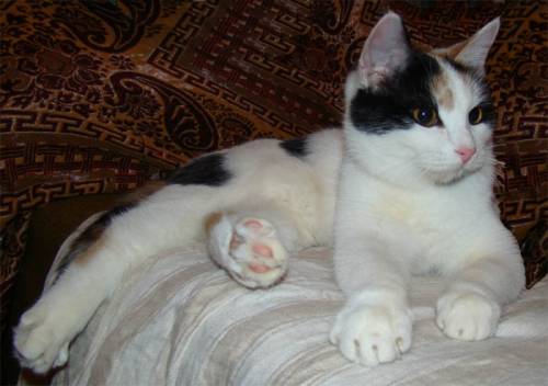 Котенок в хорошие руки