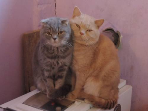 Продам кота и кошку