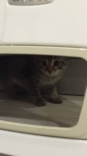 Котята в дар