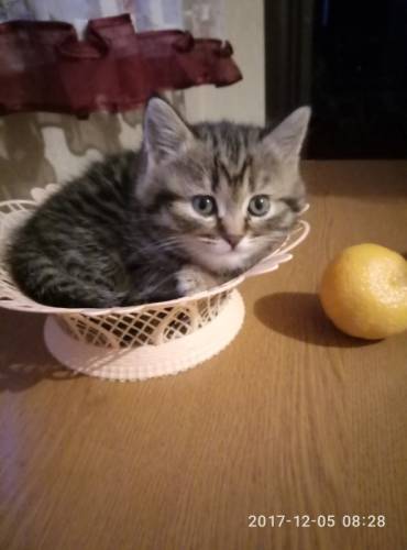 Котенок от “британки“