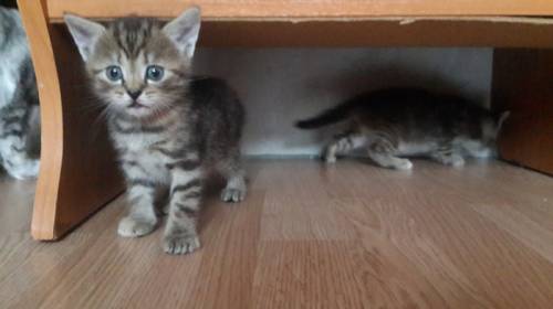 котенок в добрые руки